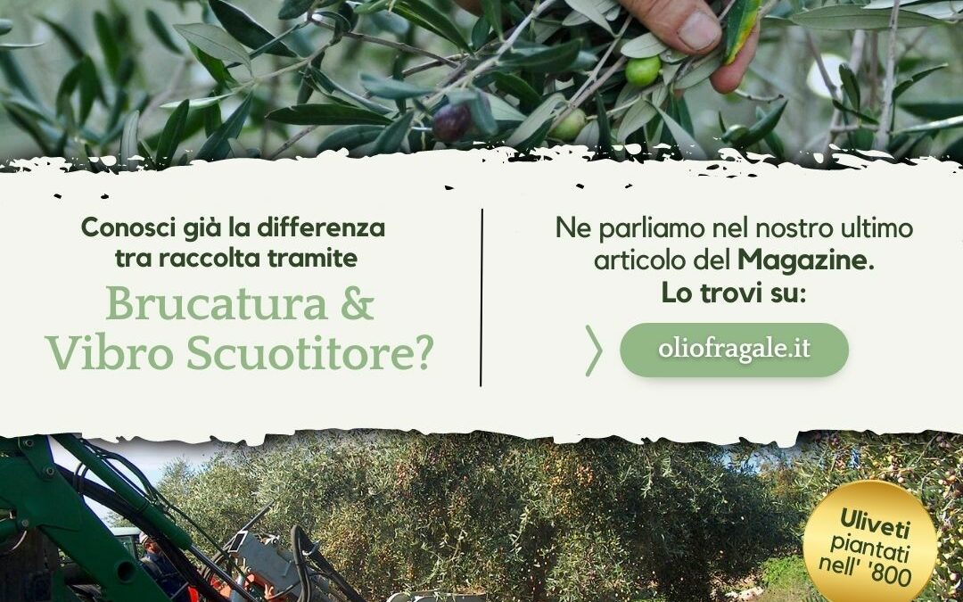 Metodo di Brucatura e Vibro Scuotitore Olio EVO